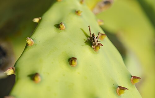 Erect pricklypear: Calliptamus barbarus (Occitan Grasshopper) on a Opuntia stricta (Erect Prickly Pear).