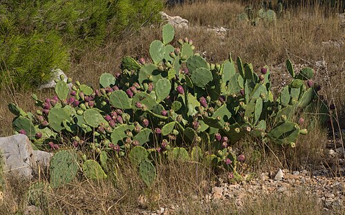 Erect pricklypear