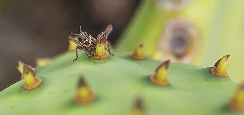 Erect pricklypear: Calliptamus barbarus (Occitan Grasshopper) on a Opuntia stricta (Erect Prickly Pear).