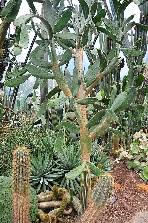 Elephantear pricklypear: Botanischer Garten der Universität Zürich in Zürich- Weinegg ( Switzerland ) : Opuntia bergeriana (Web.ex Berger)