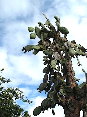 Elephantear pricklypear: Opuntia galapageia [=megasperma] . Charles Darwin Research Station. Santa Cruz
