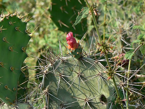 Elephantear pricklypear: Cactaceae (cactus family) » Opuntia elatior op-UN-shee-uh -- named after Opus (Greece), area where cactus-like plants were grown ee-LAY-tee-or -- meaning, talle