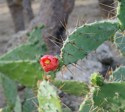 Elephantear pricklypear: Paddle cactus Opuntia bergeriana syn. Opuntia elatior found at the botanical garden of Balchik Palace, Bulgaria.