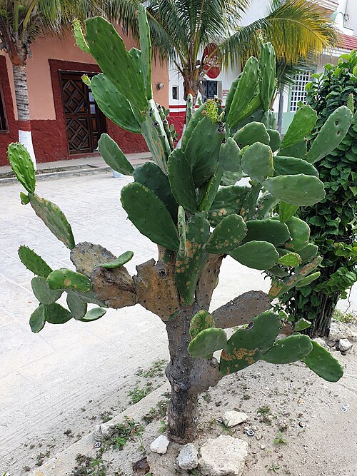 Elephantear pricklypear: Opuntia tuna as an ornamental plant in Celestún, Yucatán, Mexico.