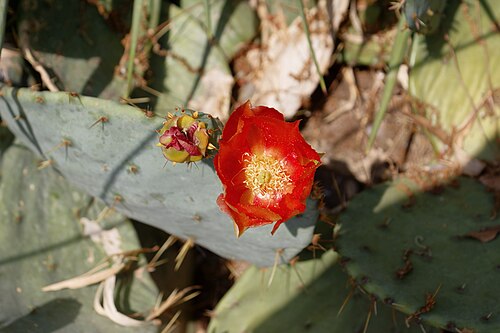 Elephantear pricklypear: Nikitsky Botanical Garden. Opuntia