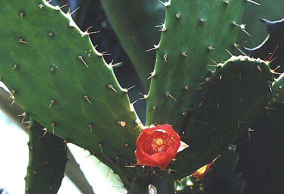 Elephantear pricklypear: Opuntia bergeriana