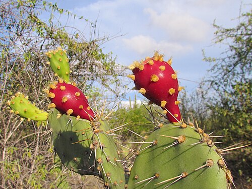 Elephantear pricklypear: Fruto de Tuna Margariteña, Venezuela