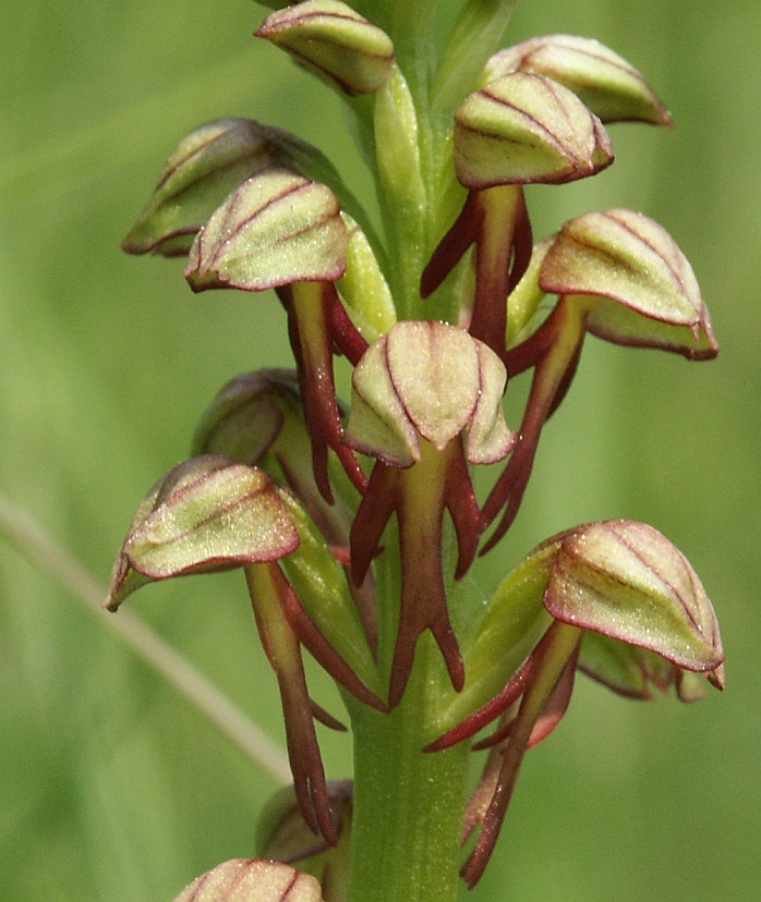 Man orchid (Orchis anthropophora)