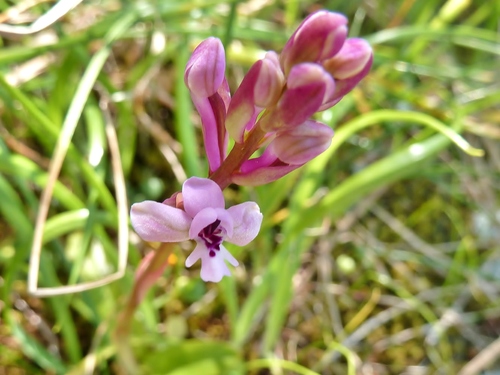 Branciforti's orchid (Orchis brancifortii)