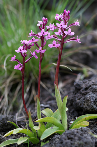 Branciforti's orchid (Orchis brancifortii)