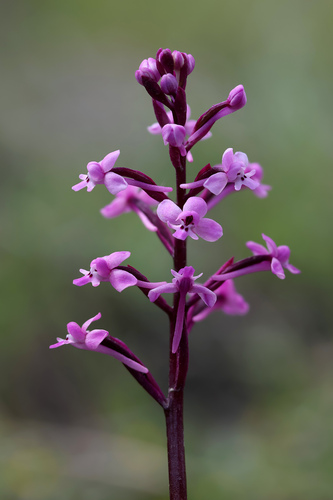 Branciforti's orchid (Orchis brancifortii)
