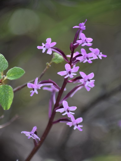 Branciforti's orchid: Orchidea spontanea della Montagna della Ganzaria