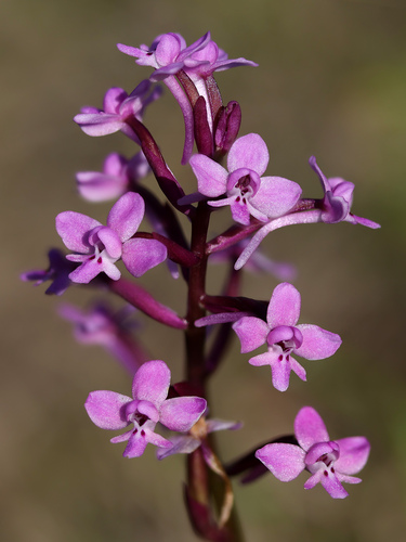 Branciforti's orchid (Orchis brancifortii)