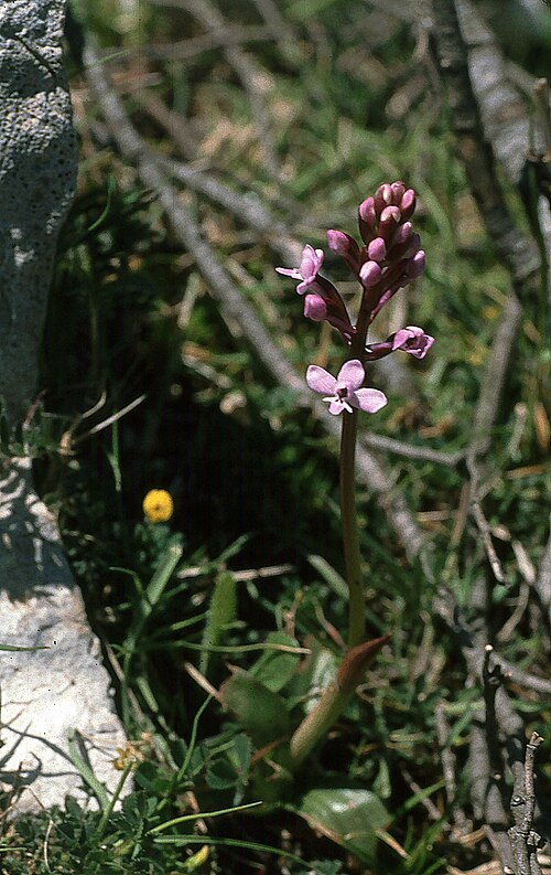 Branciforti's orchid: Orchis brancifortii