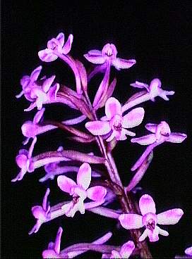 Branciforti's orchid: Sicilian botanical endemisms Orchis brancifortii