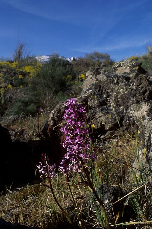 Branciforti's orchid: Orchis brancifortii Nicolosi, Etna south