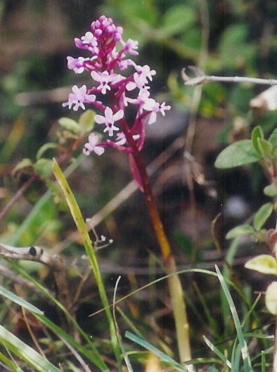 Branciforti's orchid: Orchis brancifortii , immagine acquisita tramite scansione su foto scattata personalmente. Michele Iannizzotto