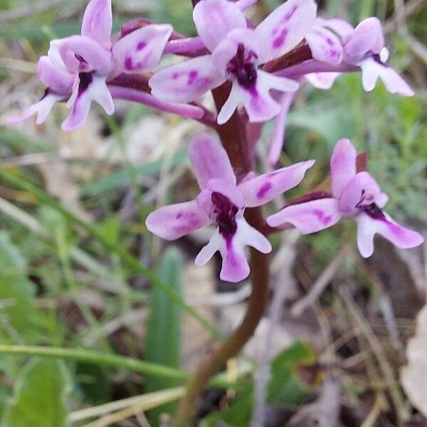 Branciforti's orchid (Orchis brancifortii)