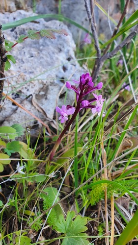 Branciforti's orchid (Orchis brancifortii)