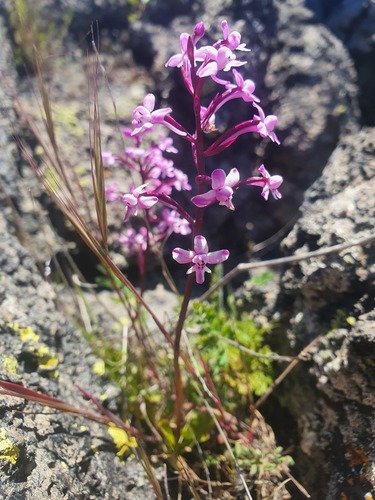 Branciforti's orchid (Orchis brancifortii)