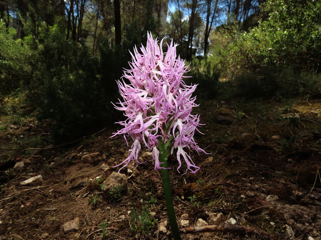 Orchis italica (Orchis italica)