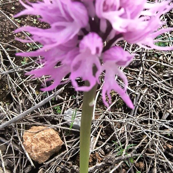 Orchis italica (Orchis italica)