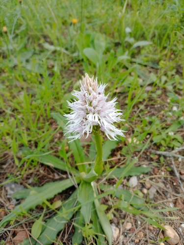 Orchis italica (Orchis italica)