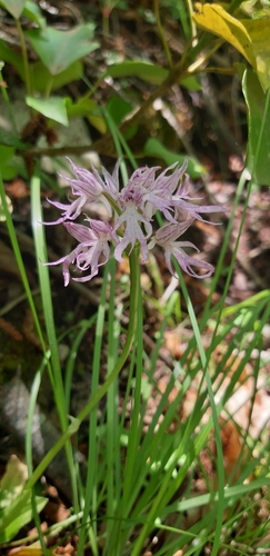 Orchis italica (Orchis italica)