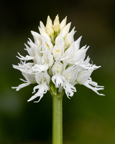 Orchis italica (Orchis italica)