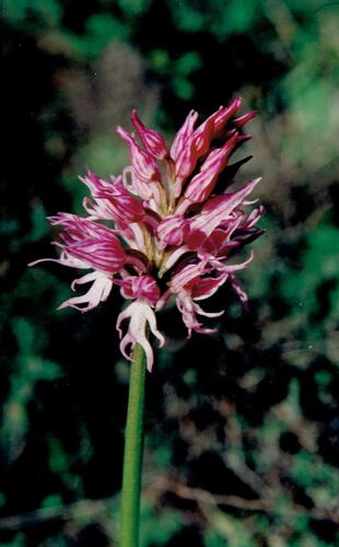 Orchis italica (Orchis italica)