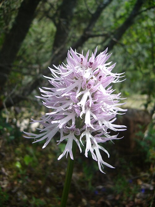 Orchis italica: Orchis italica in the Natural Park of Serra de Enciña de Lastra, Orense , Galicia , Spain .