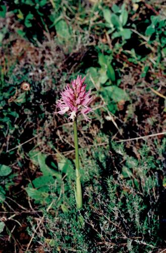 Orchis italica (Orchis italica)