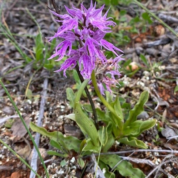 Orchis italica (Orchis italica)