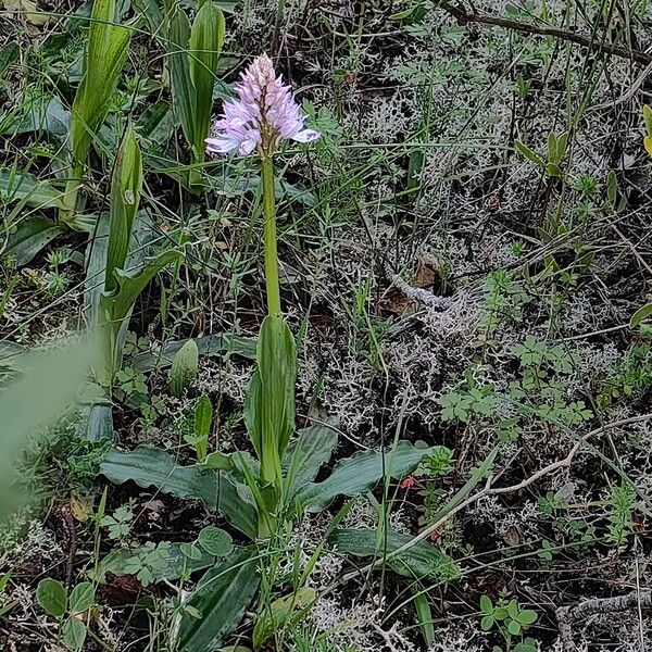 Orchis italica (Orchis italica)