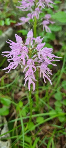 Orchis italica (Orchis italica)