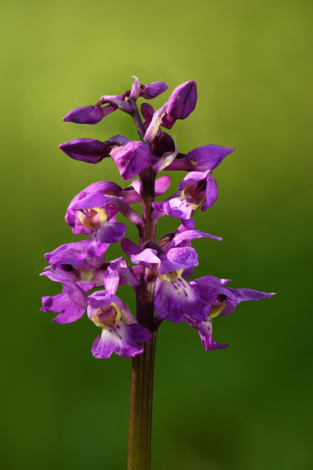 Early purple orchid: Early-purple orchid inflorescence