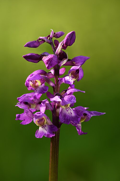 Early purple orchid: Early-purple orchid inflorescence