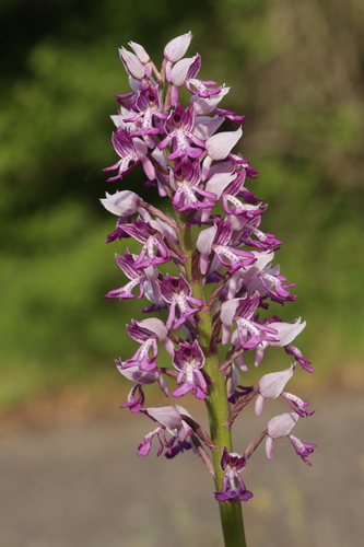 Military orchid (Orchis militaris)