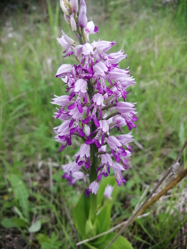 Military orchid