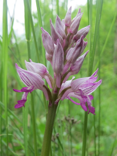 Military orchid (Orchis militaris)