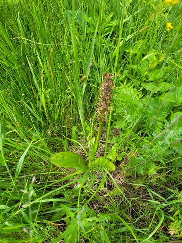 Military orchid (Orchis militaris)