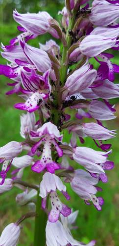 Military orchid (Orchis militaris)