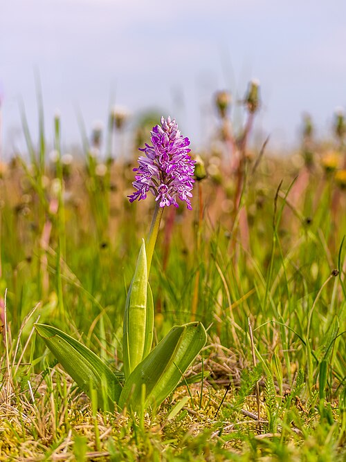 Military orchid: Orchis militaris in Estonia
