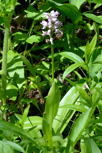 Military orchid (Orchis militaris)