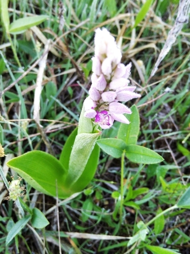 Military orchid (Orchis militaris)