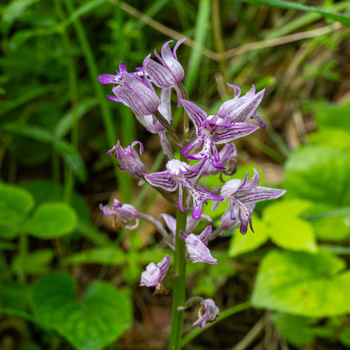 Military orchid (Orchis militaris)