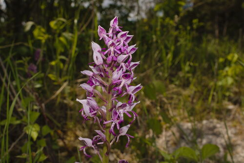 Military orchid (Orchis militaris)