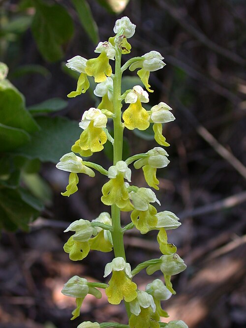 Small-dotted orchis: Orchis punctulata , Mount Carmel, Israel, February 23, 2006.