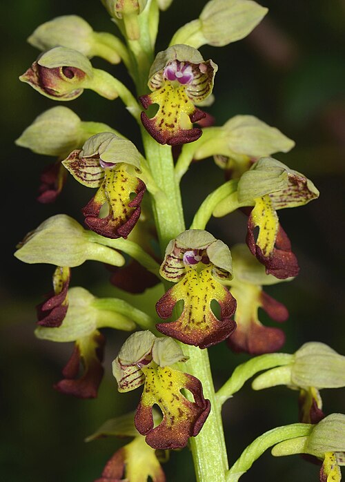 Small-dotted orchis: Orchis punctulata Steven ex Lindl., Mount Carmel, Israel, February 18, 2013.