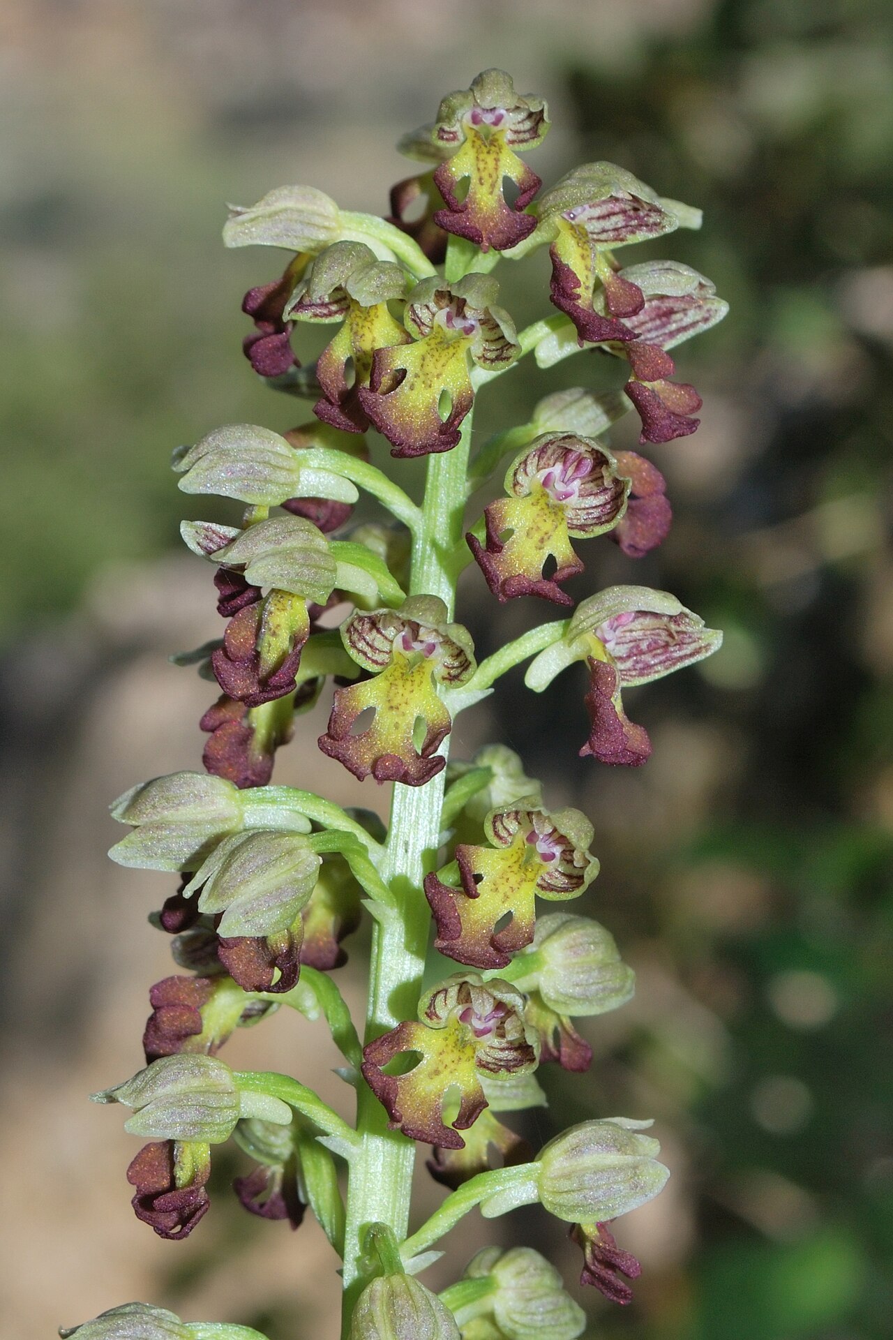 Small-dotted orchis: Orchis punctulata , Mount Carmel, Israel, March 13, 2011.